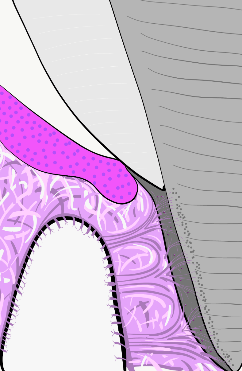illustration of the periodontium